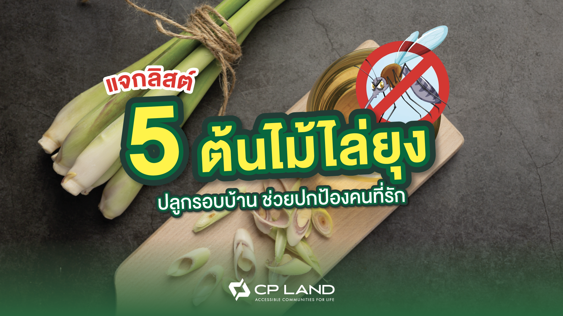 แจกลิสต์ 5 ต้นไม้ไล่ยุง ปลูกรอบบ้าน ช่วยปกป้องคนที่รัก