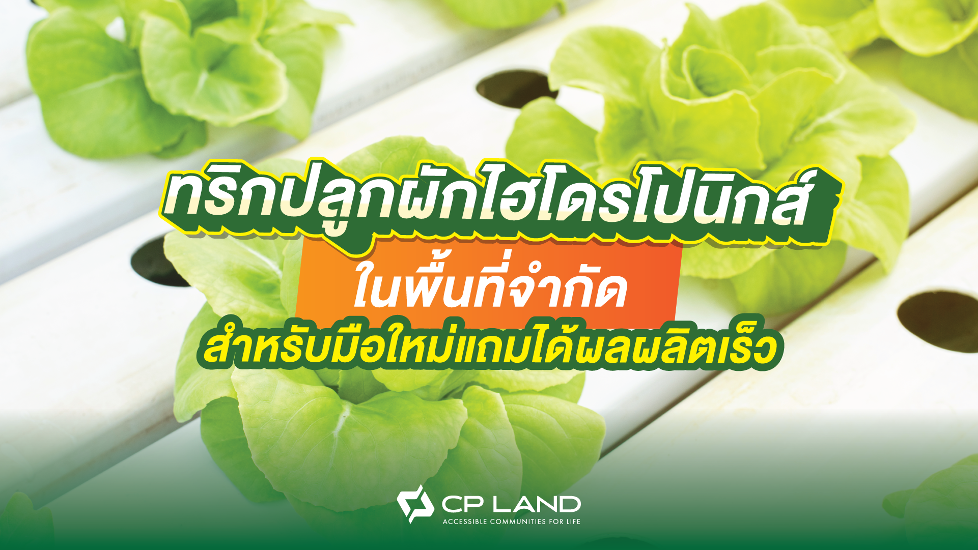 ทริกปลูกผักไฮโดรโปนิกส์ในพื้นที่จำกัดสำหรับมือใหม่แถมได้ผลผลิตเร็ว