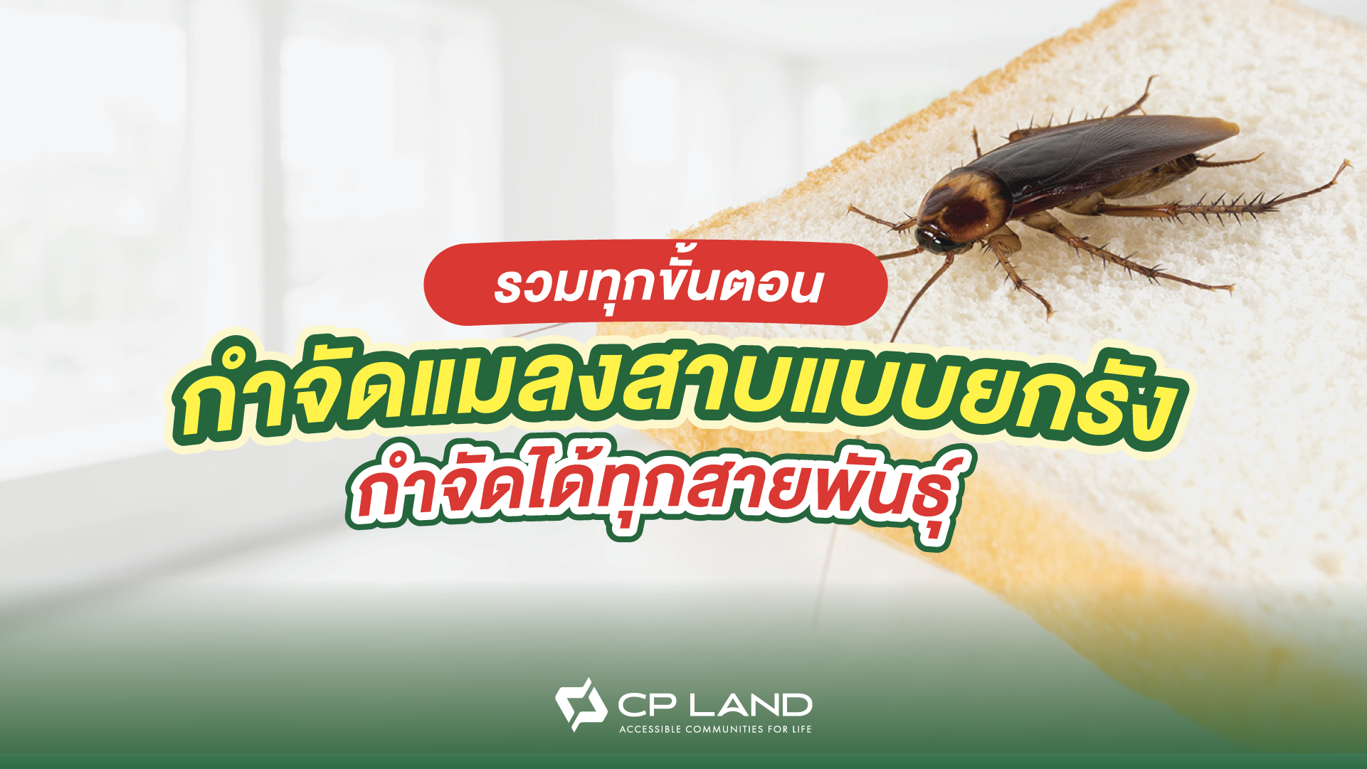 รวมวิธีกำจัดแมลงสาบแบบยกรัง กำจัดได้ทุกสายพันธุ์