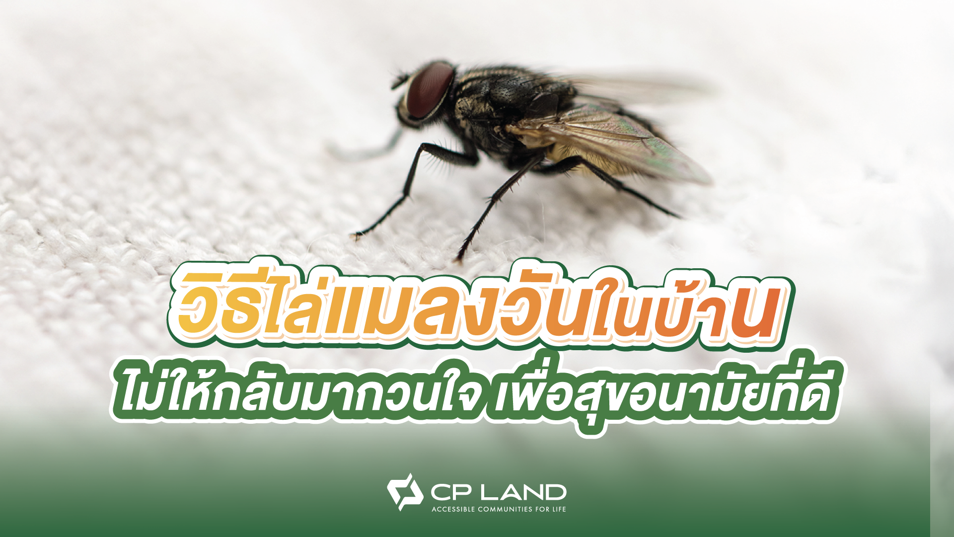 วิธีไล่แมลงวันในบ้าน ไม่ให้กลับมากวนใจ เพื่อสุขอนามัยที่ดี